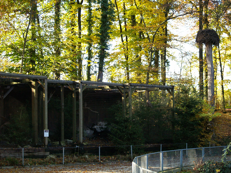 Tierpark Lange Erlen - Eagle owls