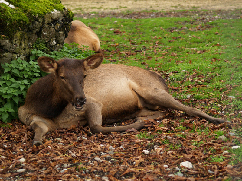Tierpark Lange Erlen - Elk