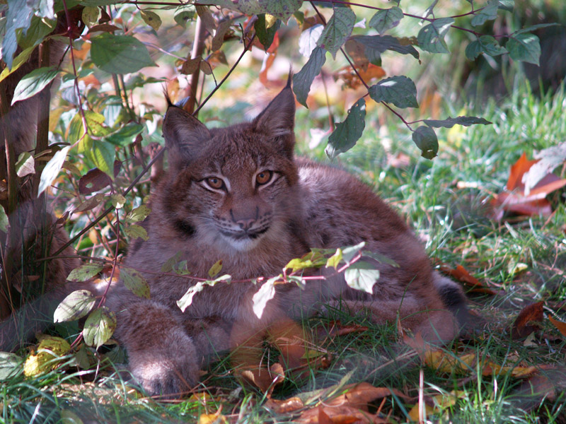 Tierpark Lange Erlen - Eurasian lynx