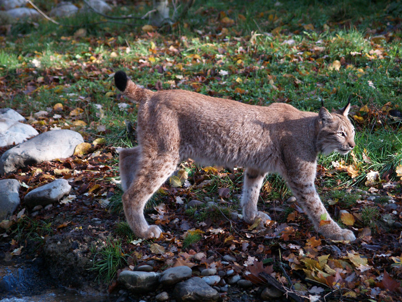 Tierpark Lange Erlen - Eurasian lynx