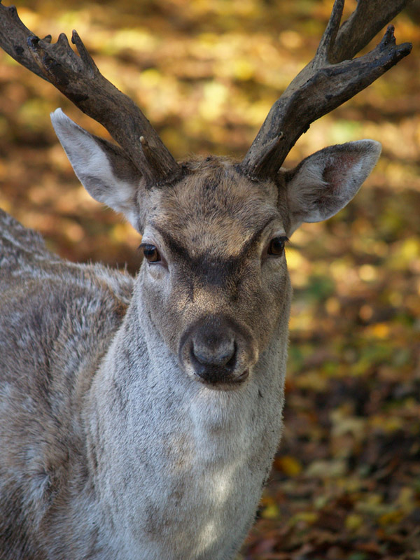 Tierpark Lange Erlen - Fallow deer