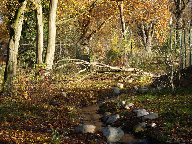 Tierpark Lange Erlen - Lynx exhibit