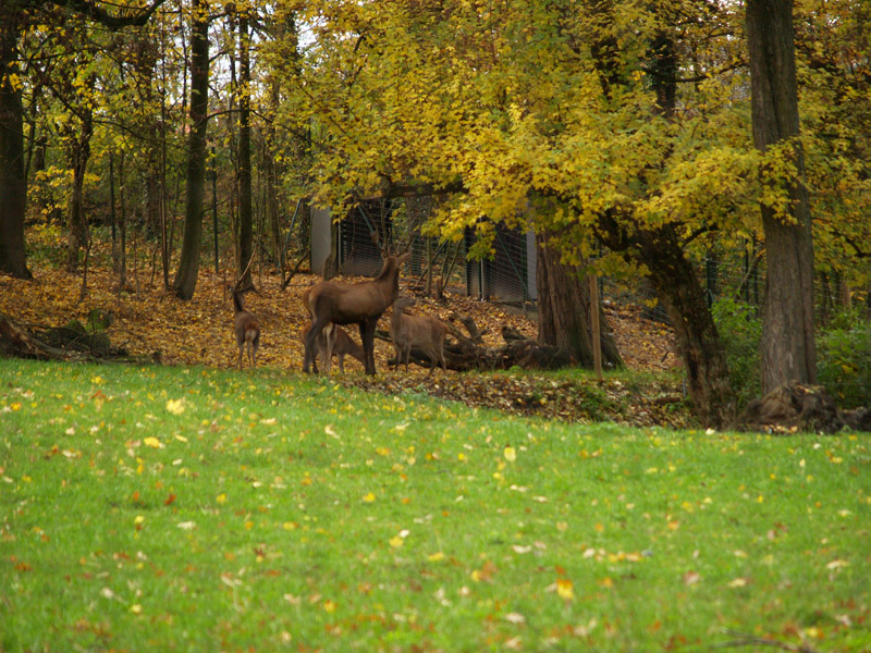 Tierpark Lange Erlen - Red deer