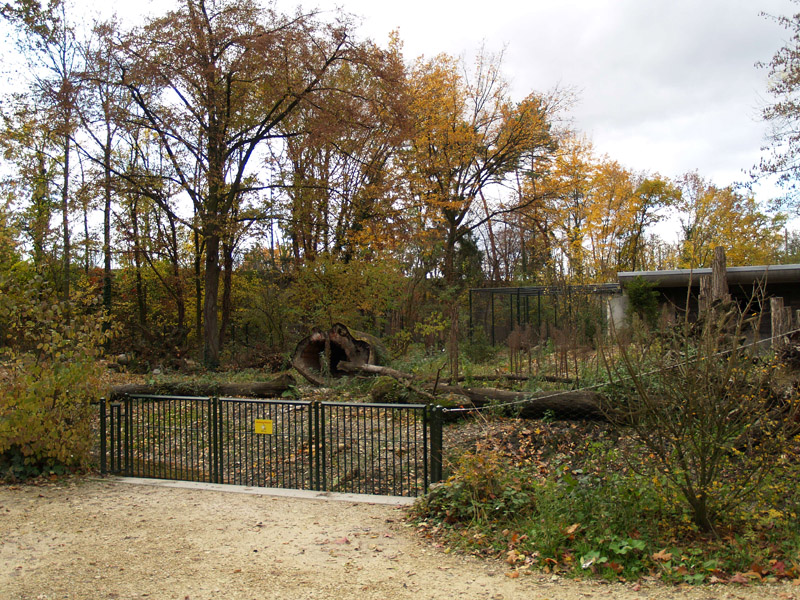 Tierpark Lange Erlen - Red fox exhibit