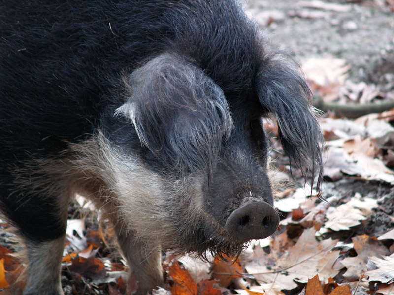 Tierpark Lange Erlen - Swine