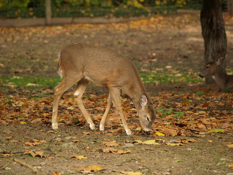 Tierpark Lange Erlen - White-tailed deer