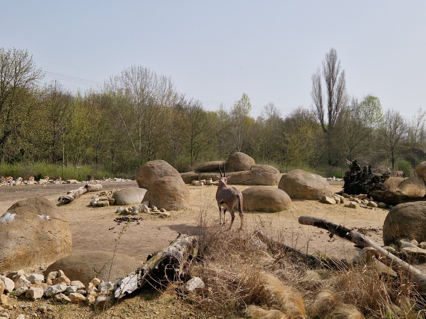 Tierpark Main Savanna
