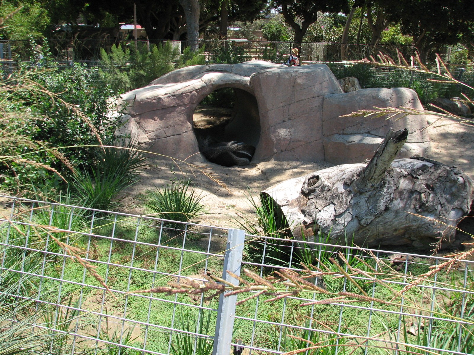 Tierra de las Pampas - Giant Anteater Exhibit