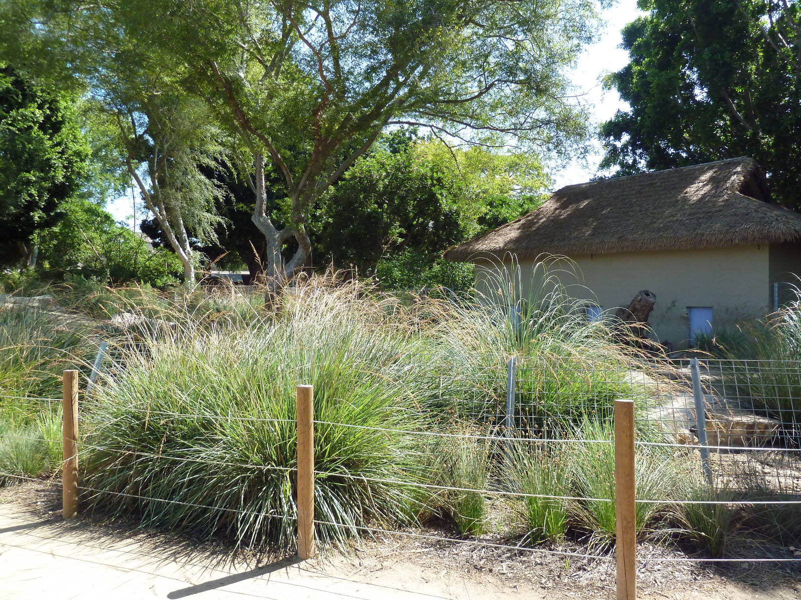 Tierra de las Pampas - Giant Anteater Exhibit