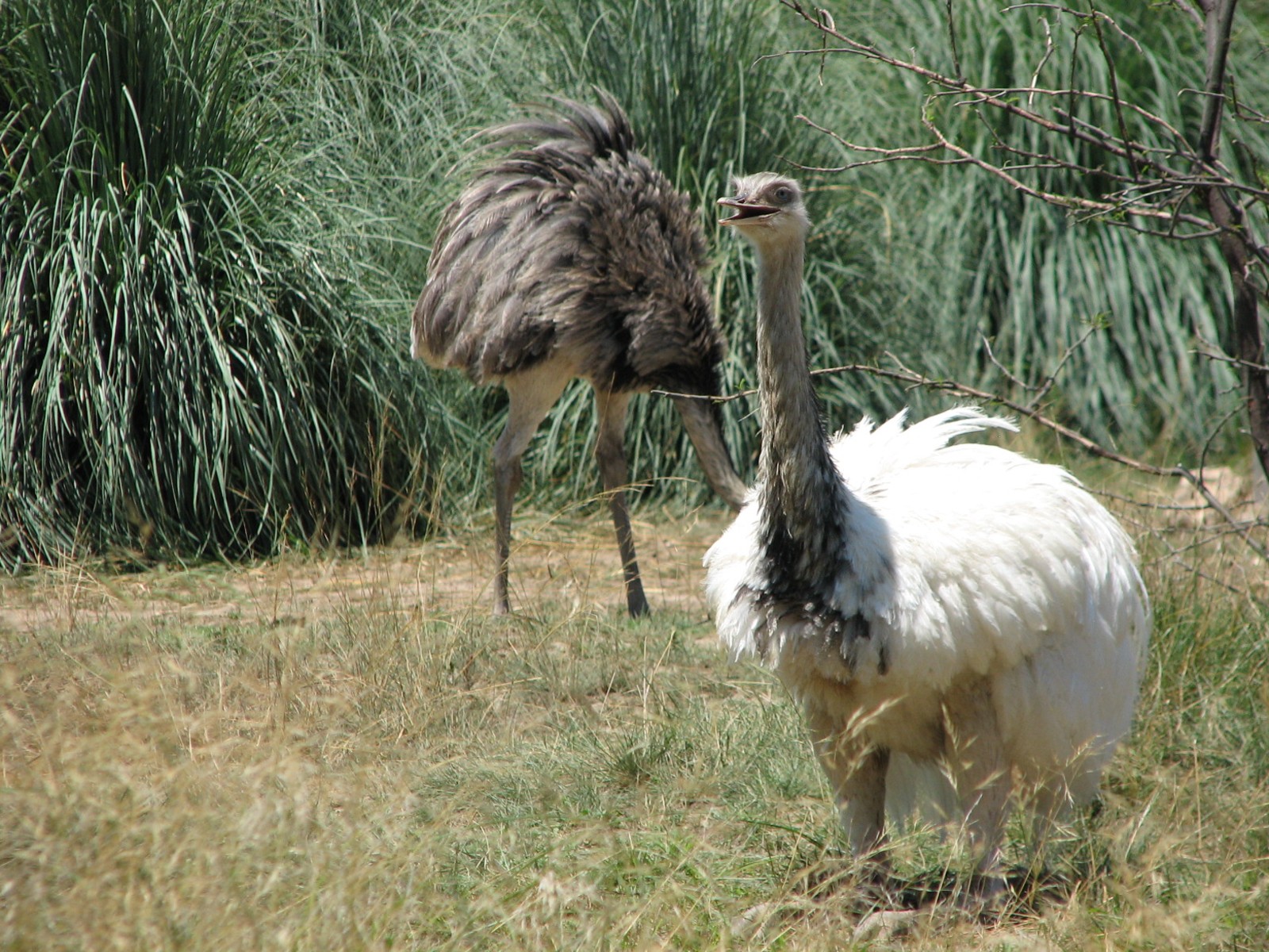Tierra de las Pampas - Greater Rhea