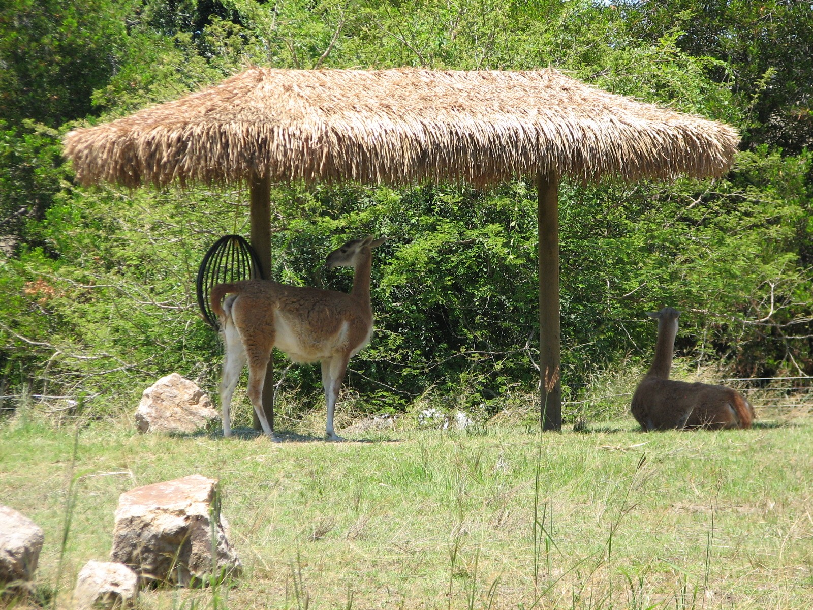 Tierra de las Pampas - Guanaco and Greater Rhea Exhibit