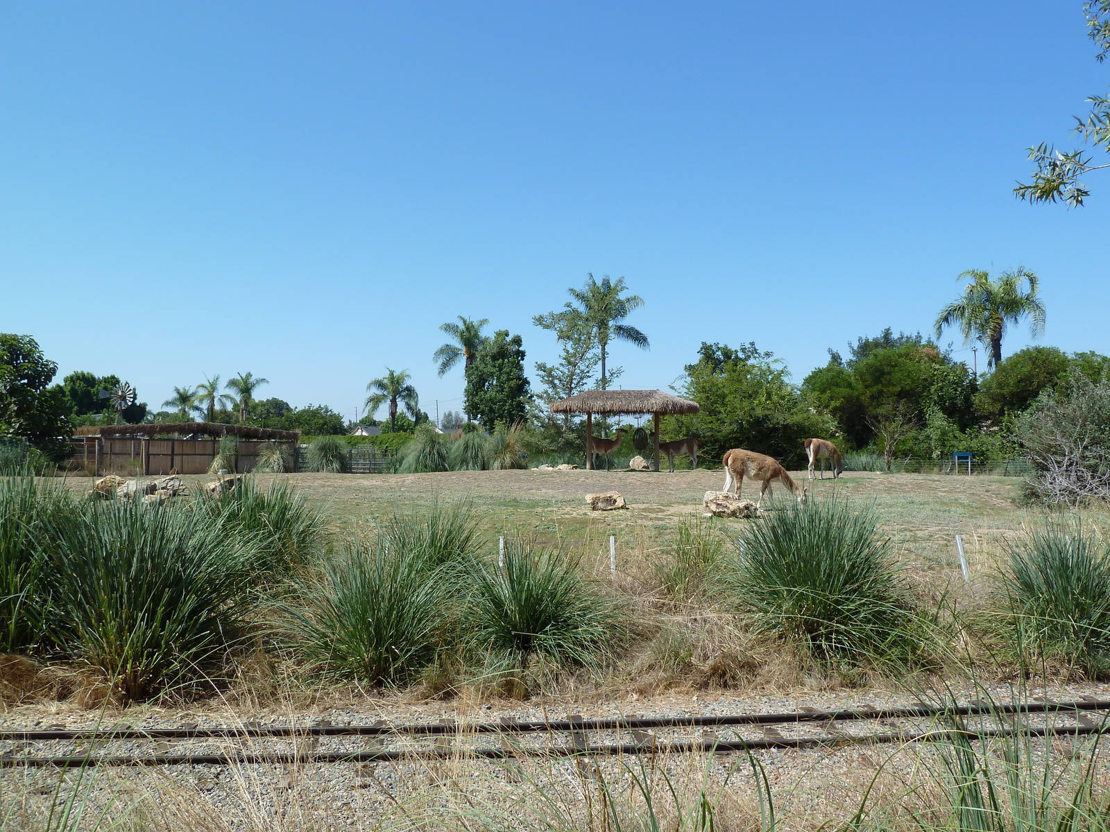 Tierra de las Pampas - Guanaco Exhibit