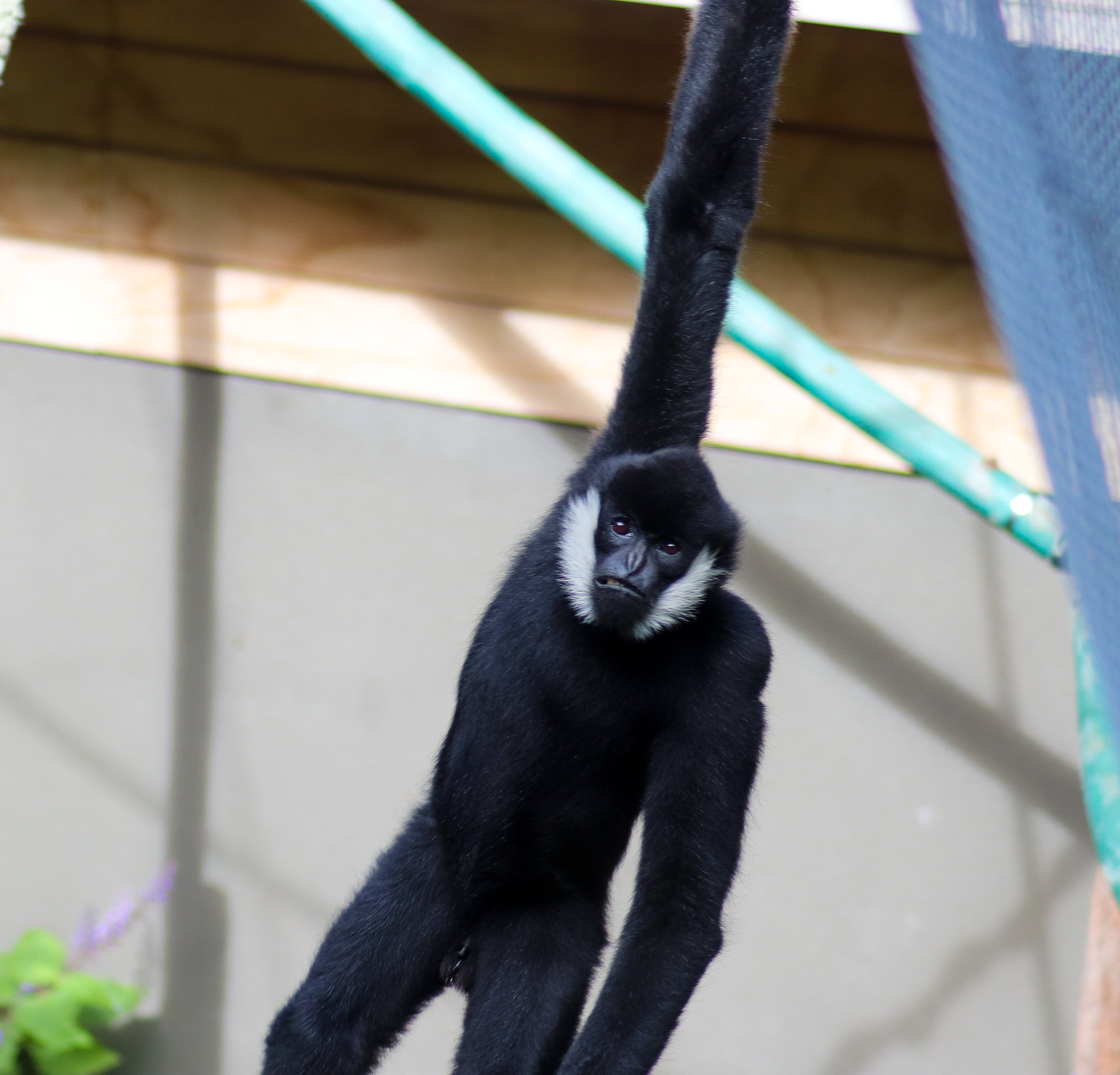 Tieu the White-cheeked Gibbon (Nomascus leucogenys) - December 2018