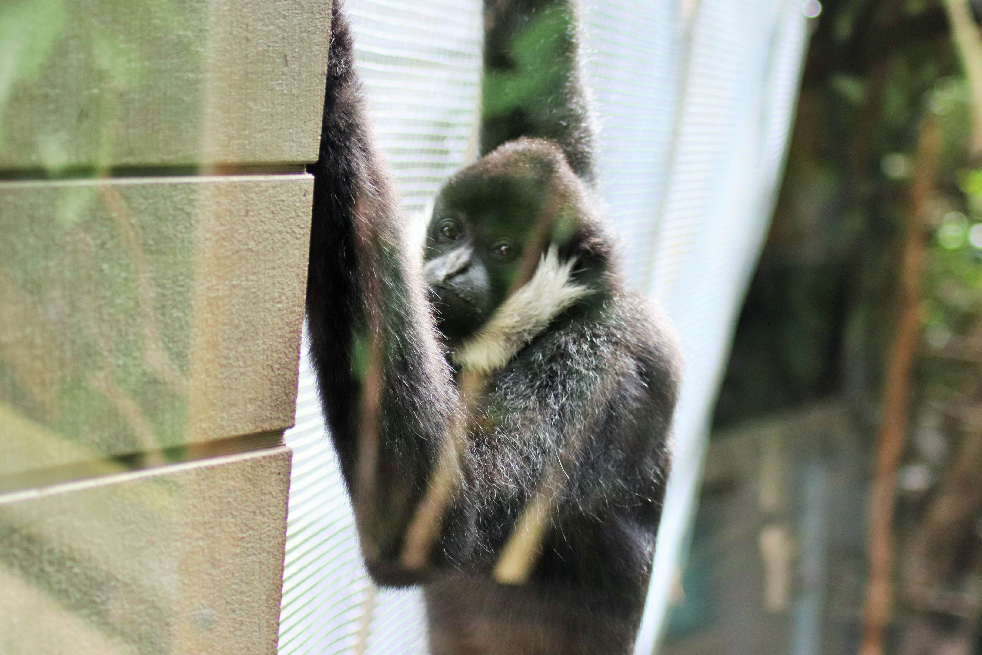 'Tieu' the White-cheeked Gibbon (Nomascus leucogenys)