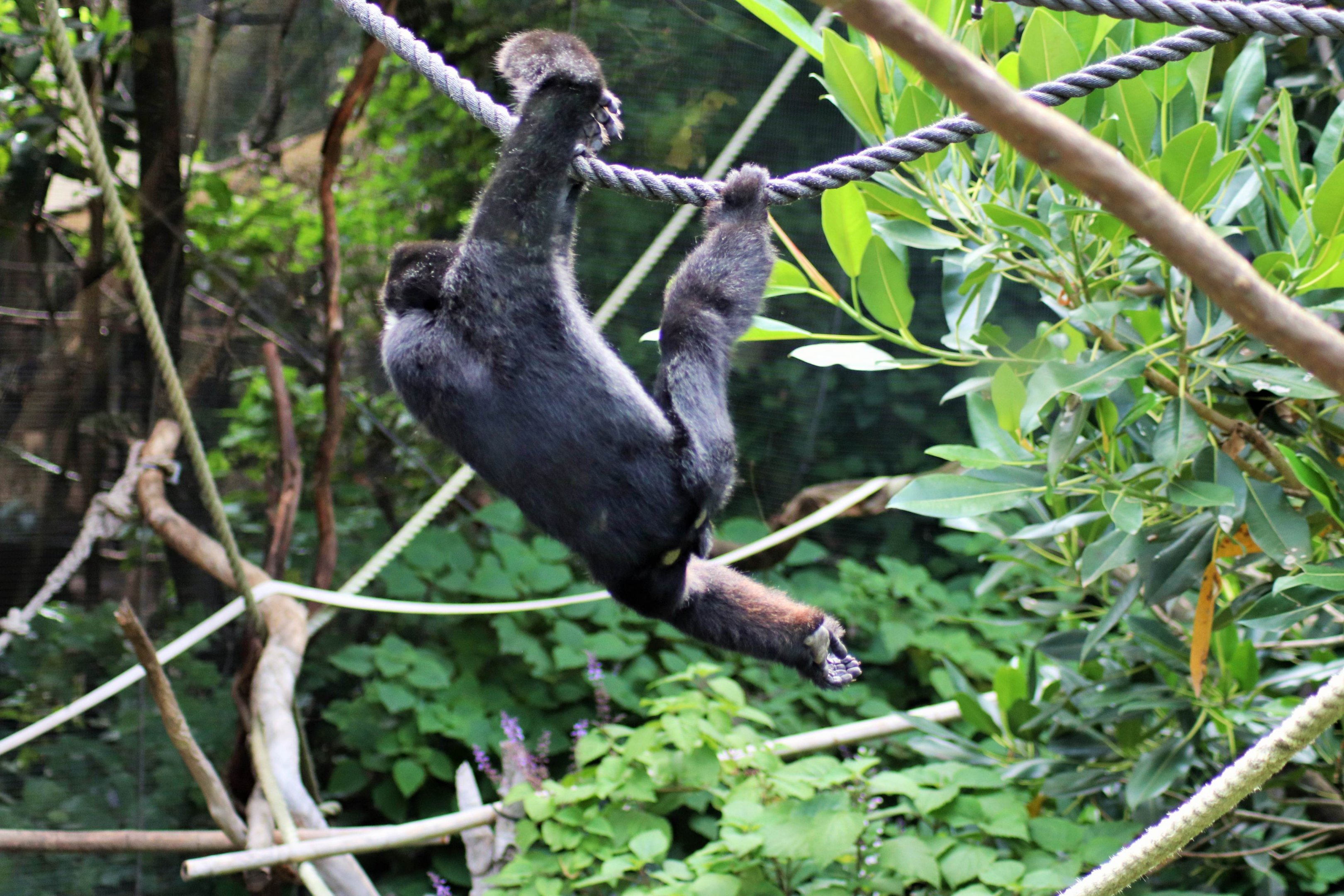 'Tieu' the White-cheeked Gibbon (Nomascus leucogenys)