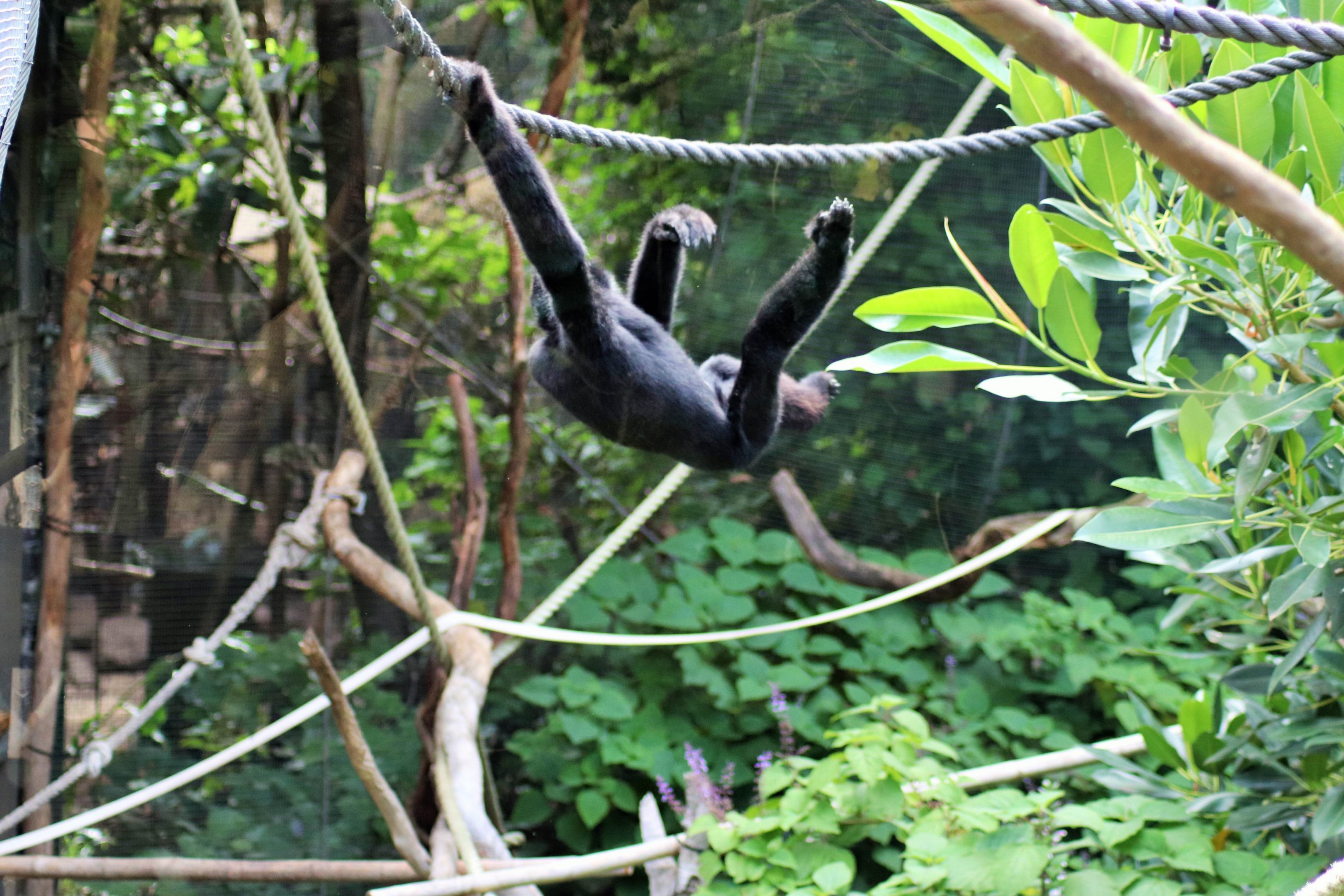 'Tieu' the White-cheeked Gibbon (Nomascus leucogenys)