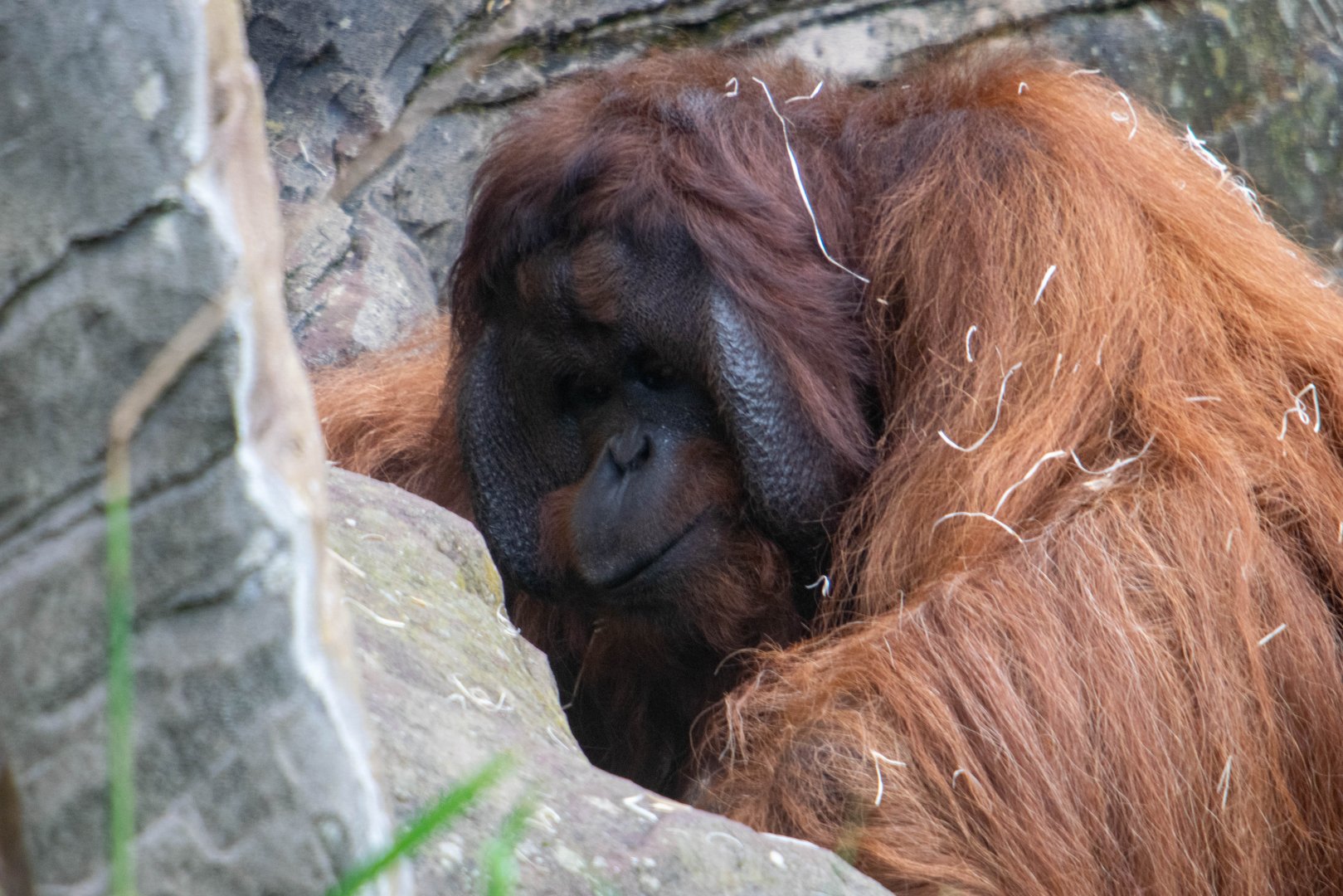 Tiga - Bornean Orangutan - Colchester Zoo