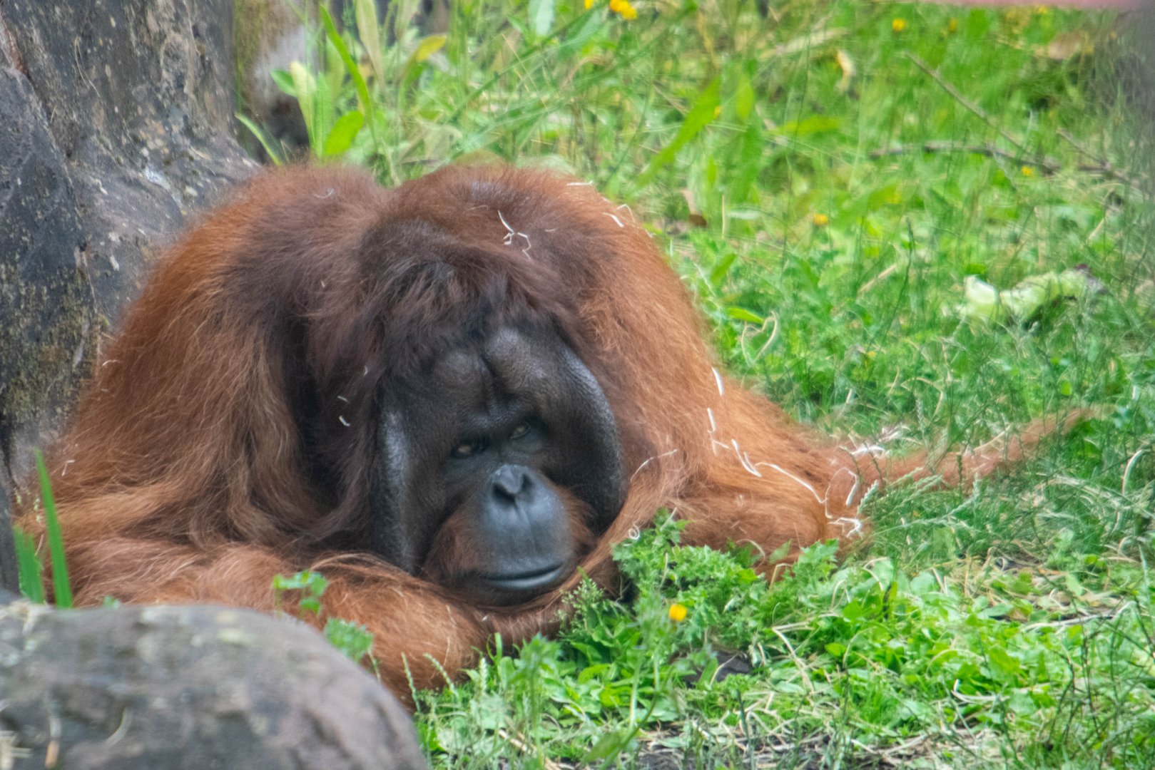 Tiga - Bornean Orangutan - Colchester Zoo