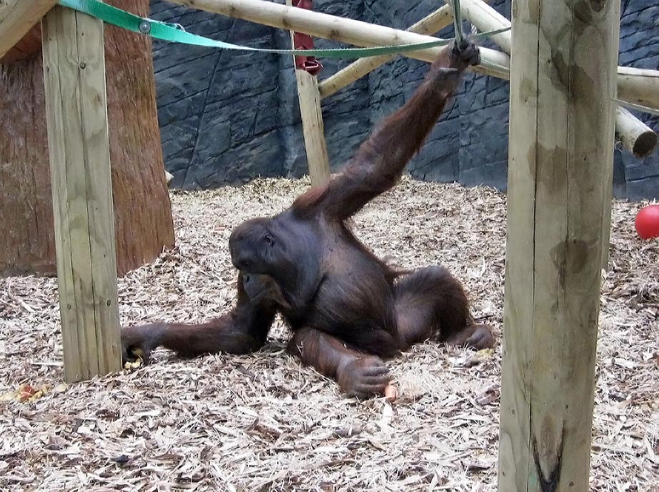 Tiga - Bornean orangutan