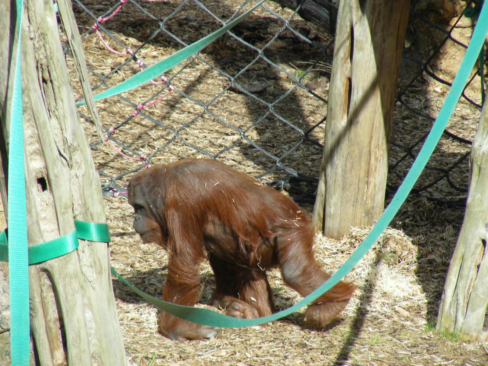 Tiga the Bornean orangutan at Colchester Zoo, 17 September 2010