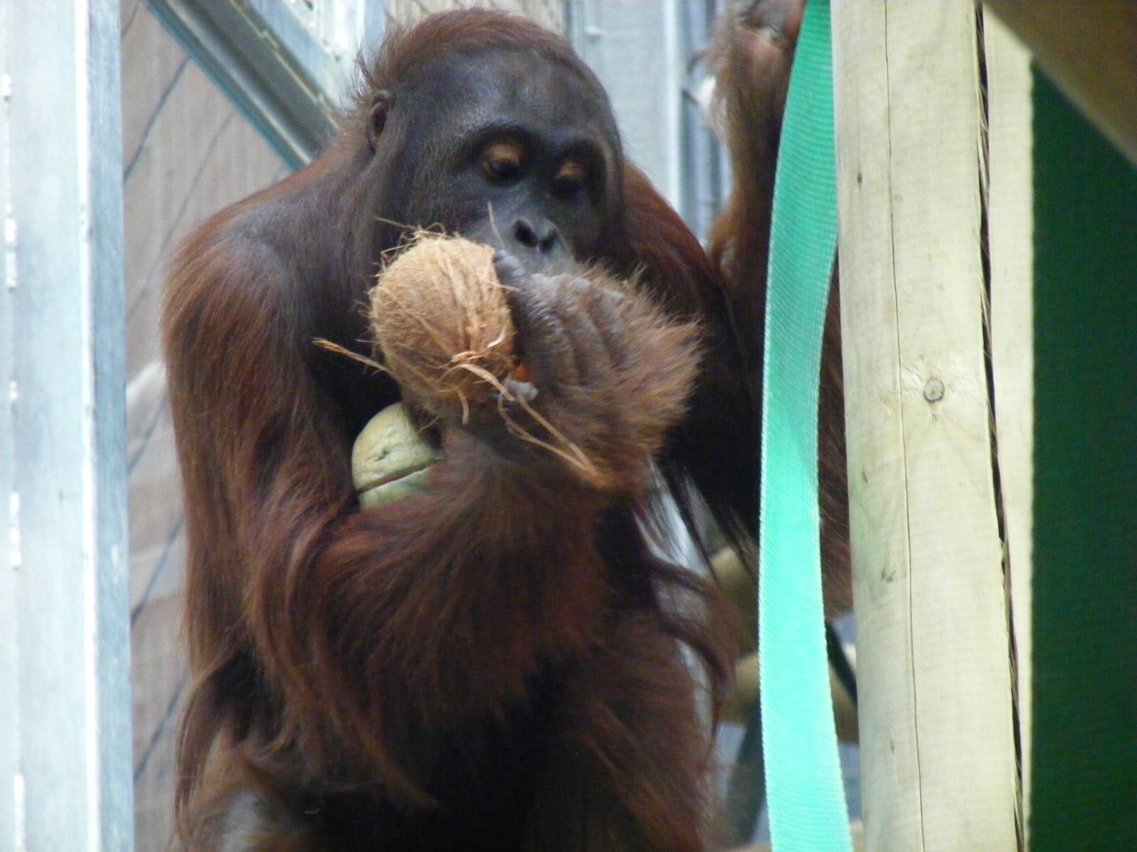 Tiga the orangutan in Orangutan Forest exhibit at Colchester Zoo, 28 August