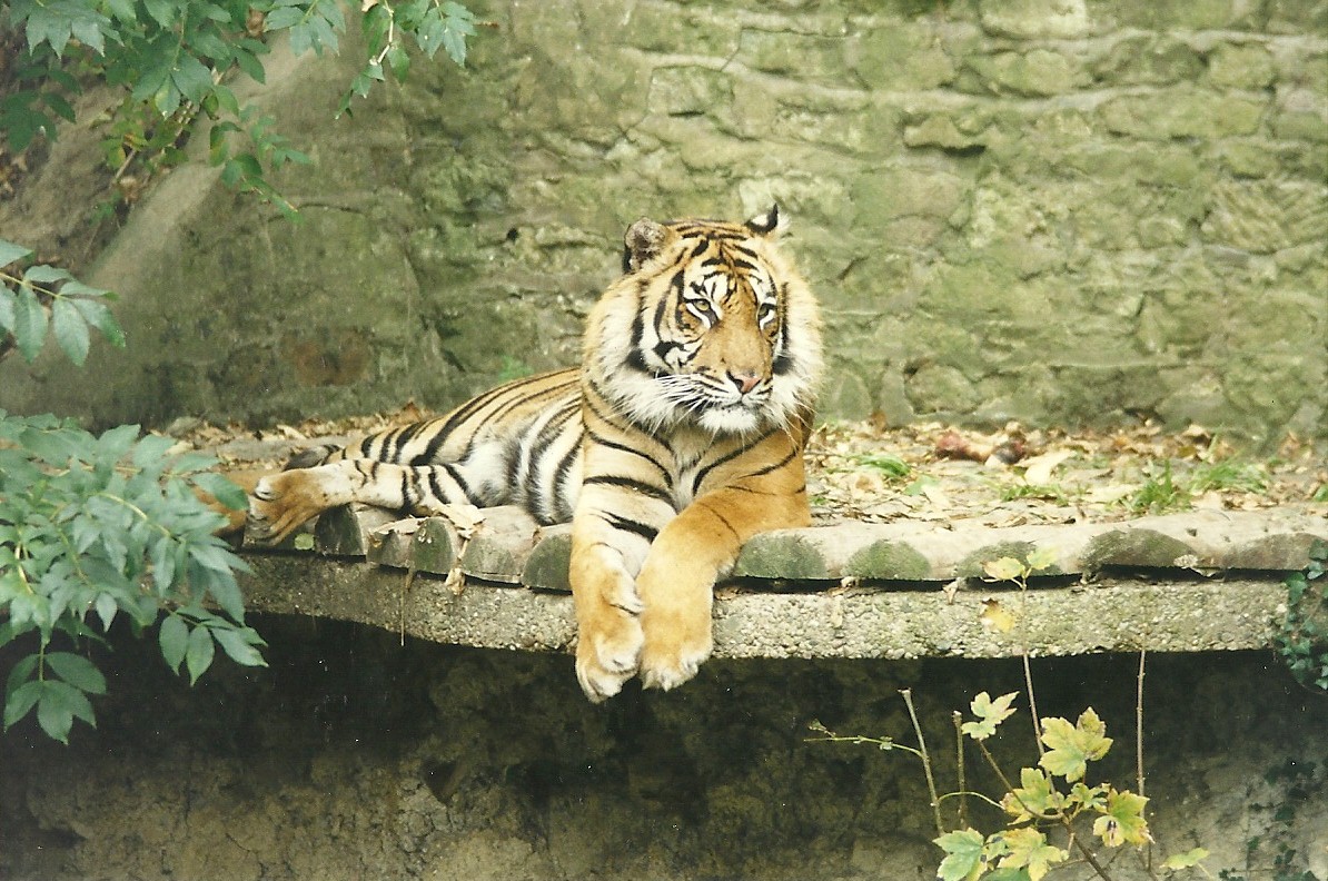 Tiger 1st November 1997