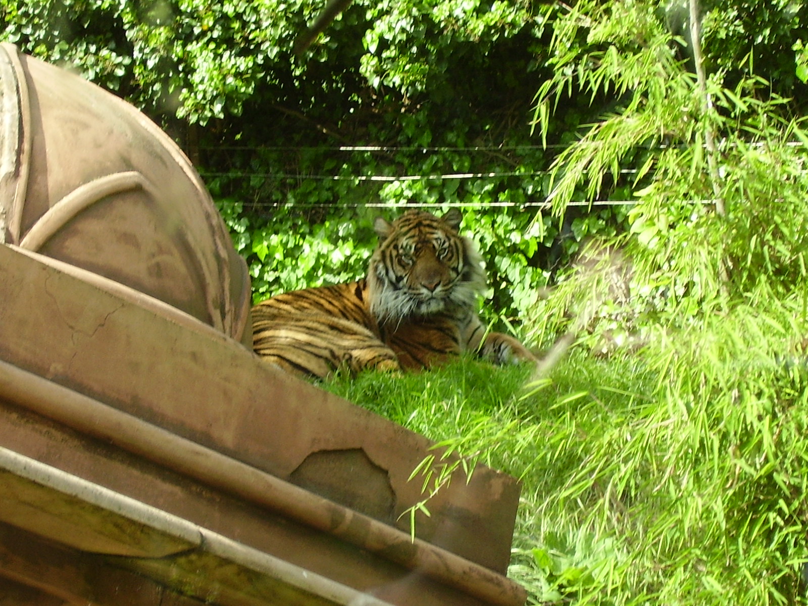 Tiger - 2008