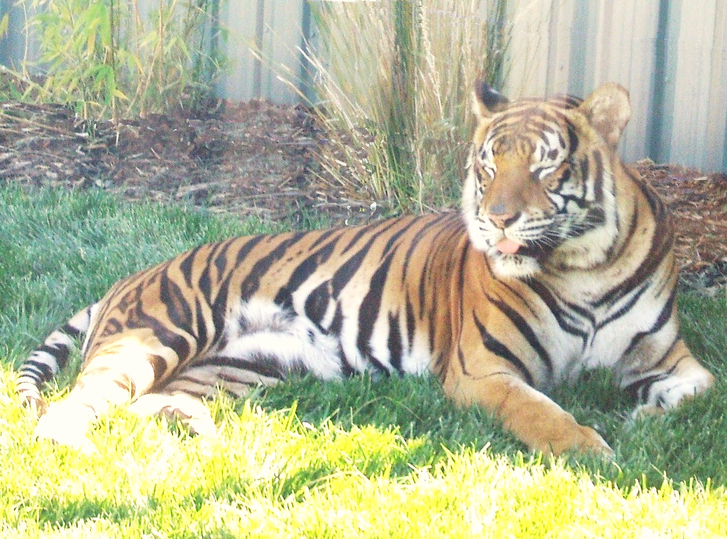 Tiger, 2008