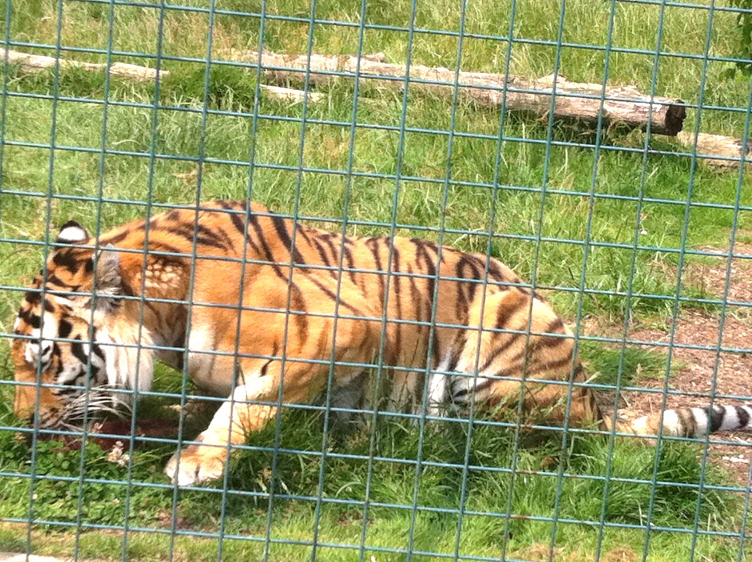 Tiger (3rd July 2011)