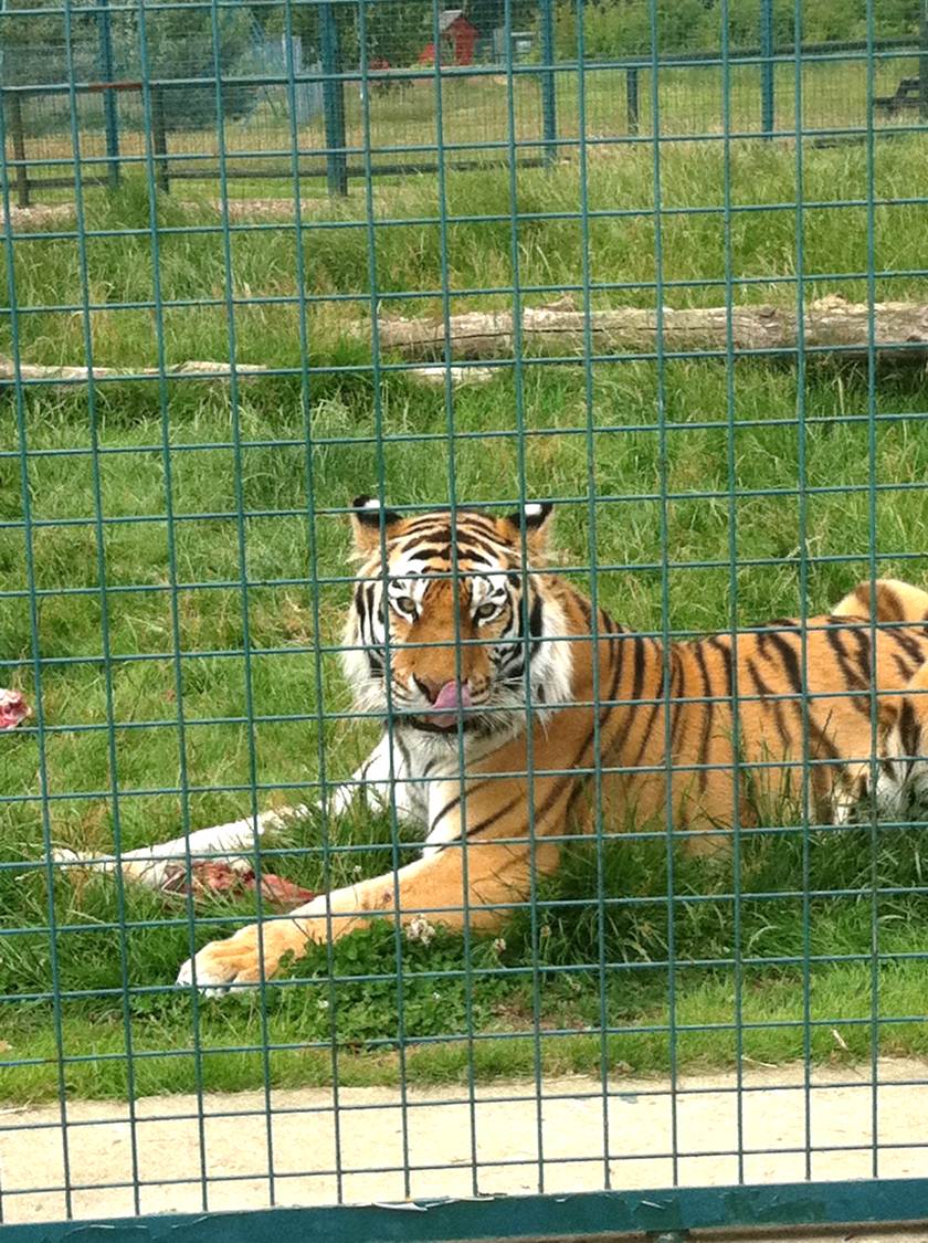 Tiger (3rd July 2011)