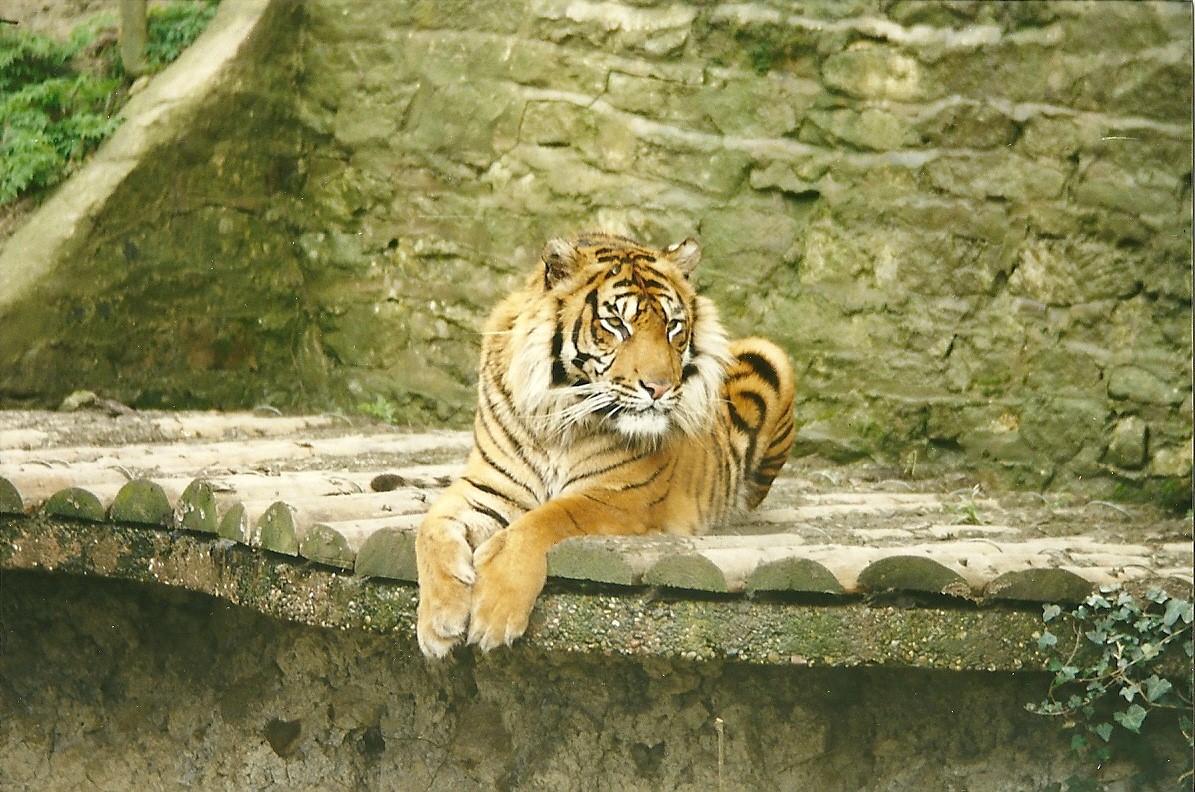 Tiger 5th April 1998