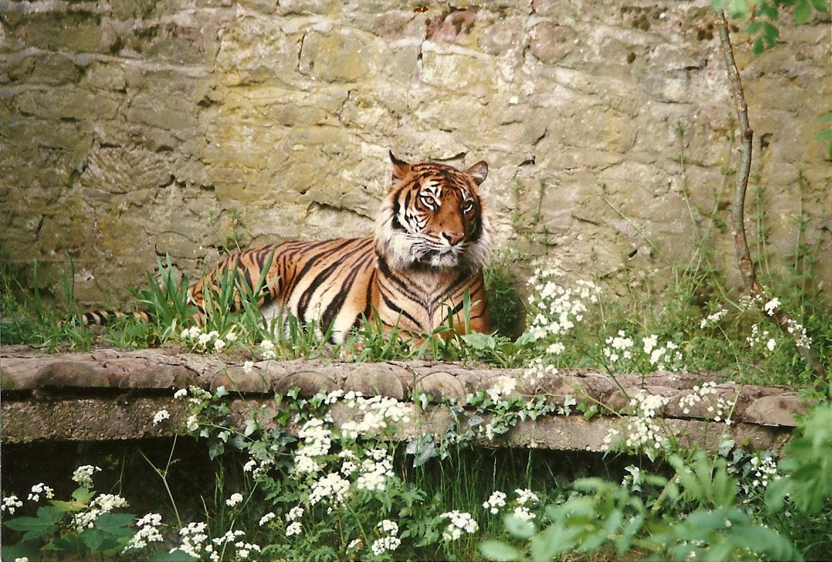Tiger 8th June 1996