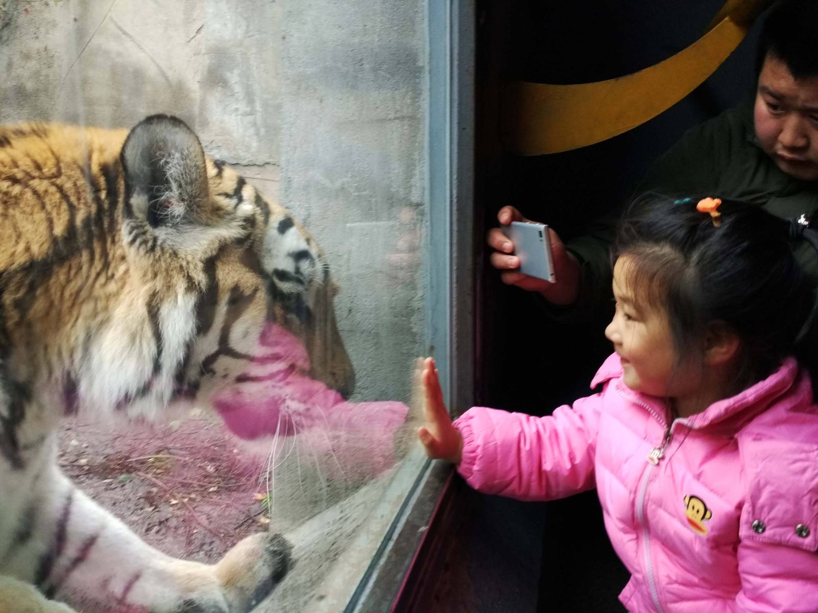 tiger and girl