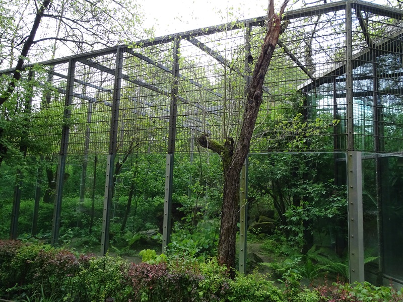 Tiger and Nocturnal House: Leopard outdoor enclosure