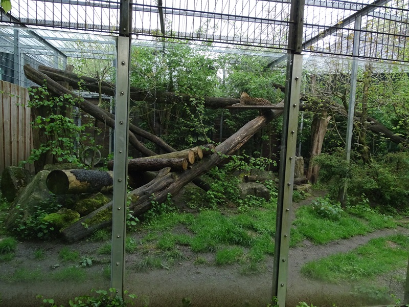 Tiger and Nocturnal House: Leopard outdoor enclosure