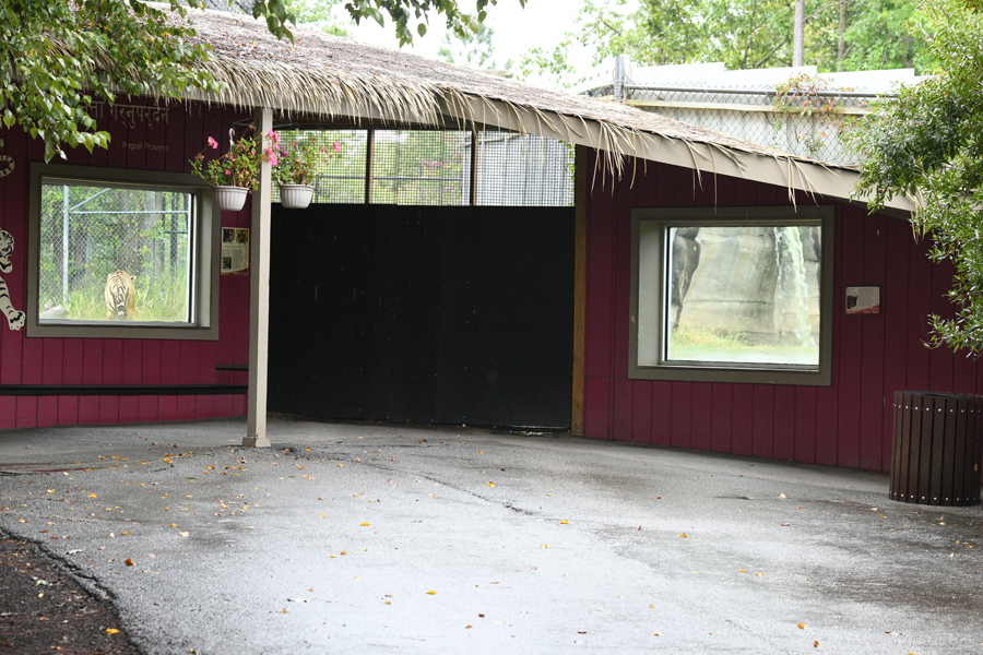 tiger and sloth bear viewing