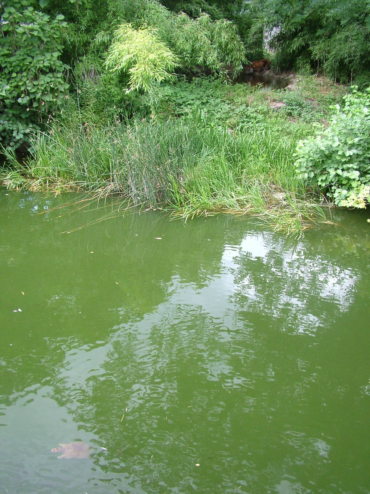 Tiger and Turtle at Frankfurt 31/08/10