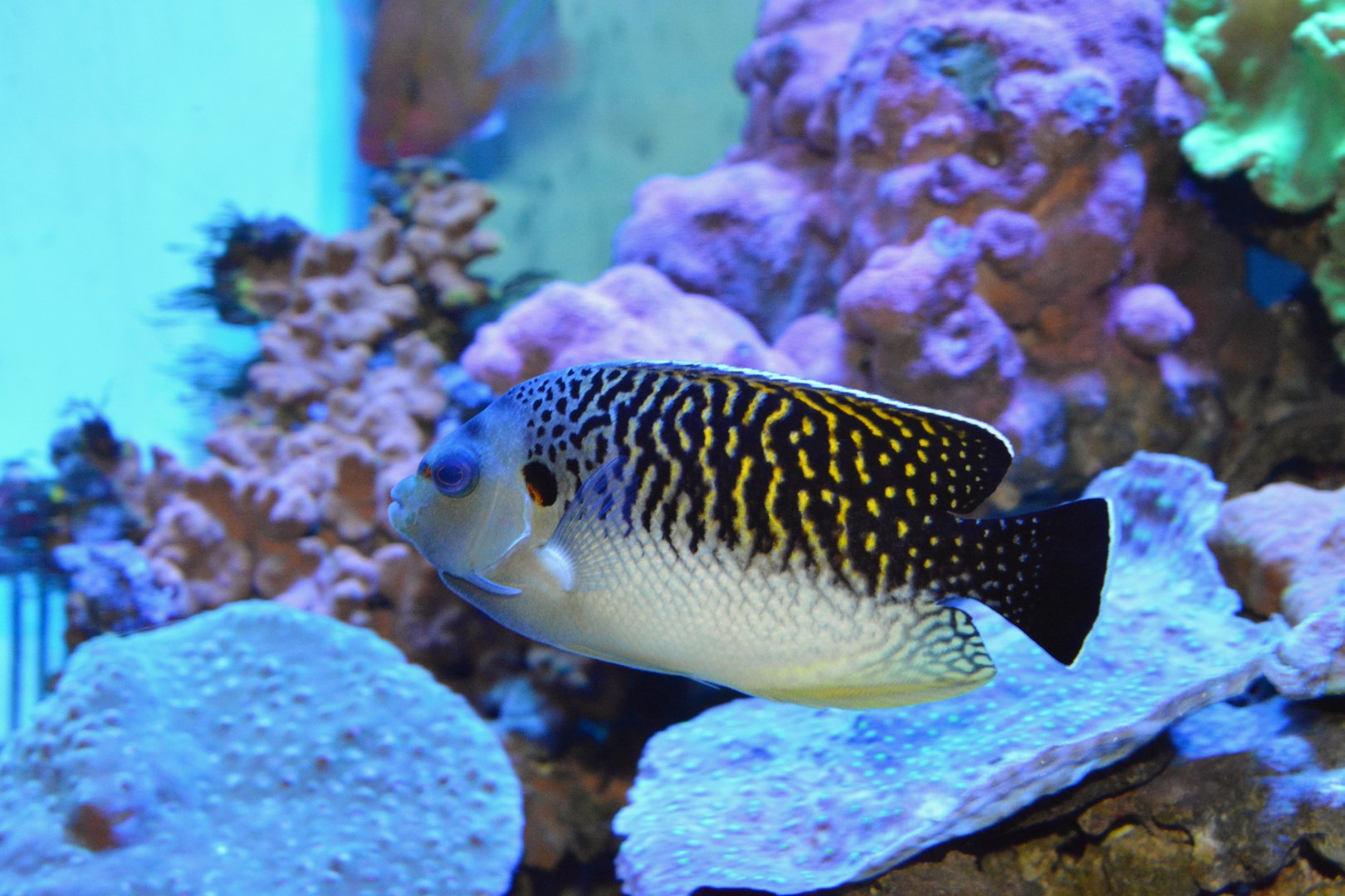 Tiger angelfish (Apolemichthys kingi)