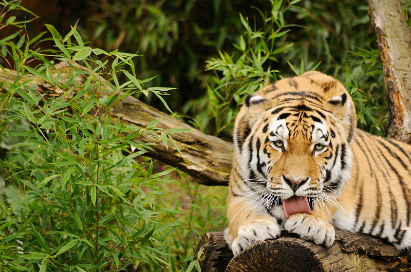 Tiger at Allwetterzoo
