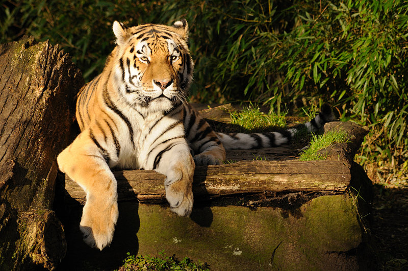 Tiger at Allwetterzoo