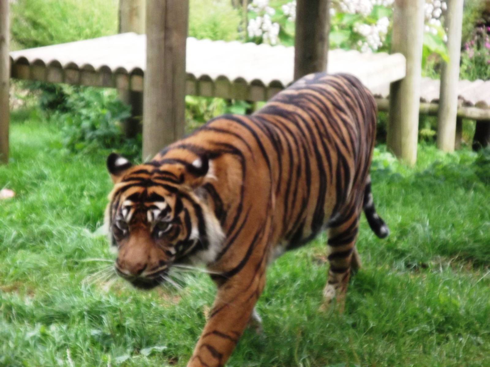 Tiger at Chessington 2nd August 2012