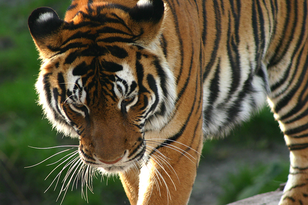 Tiger at Disneys Animal Kingdom 22/03/05