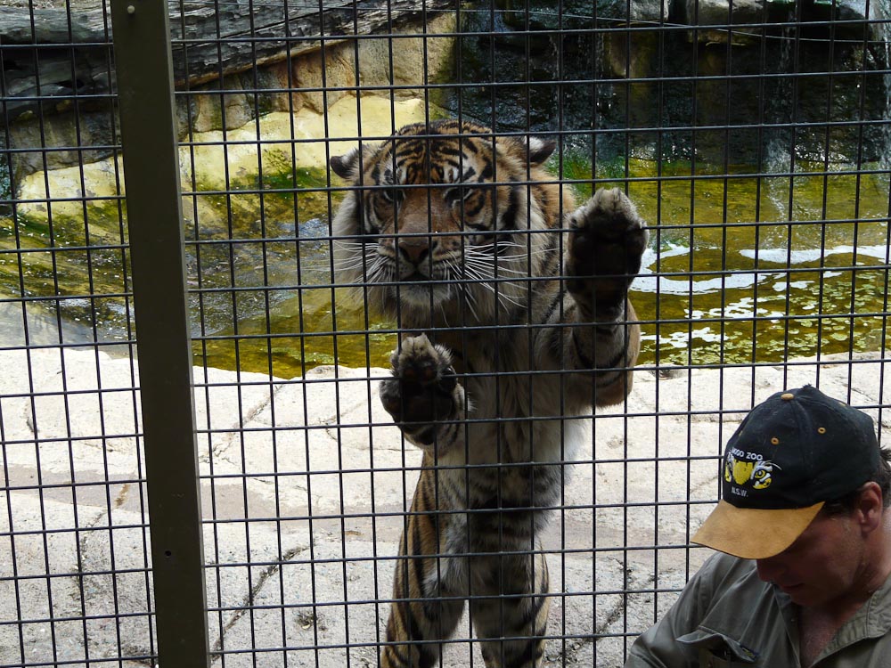 Tiger at feed talk