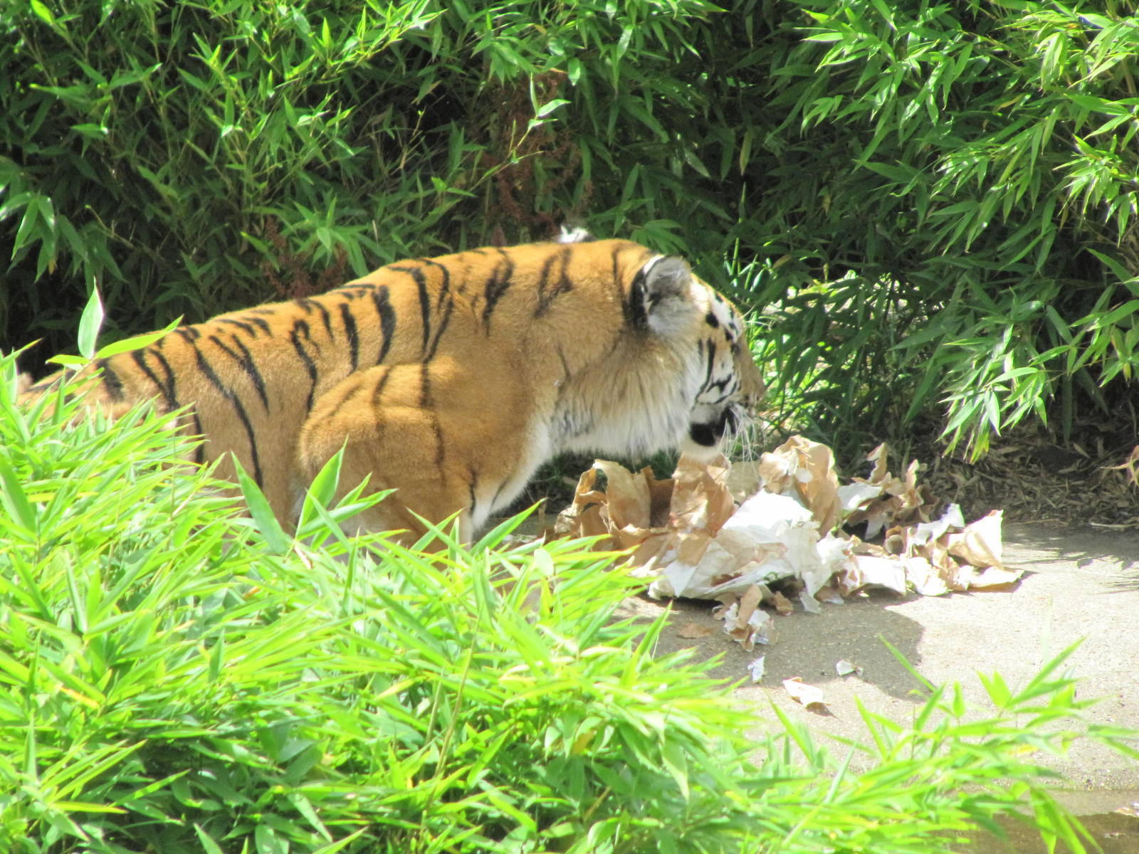 Tiger at feeding time on 06/08/2016