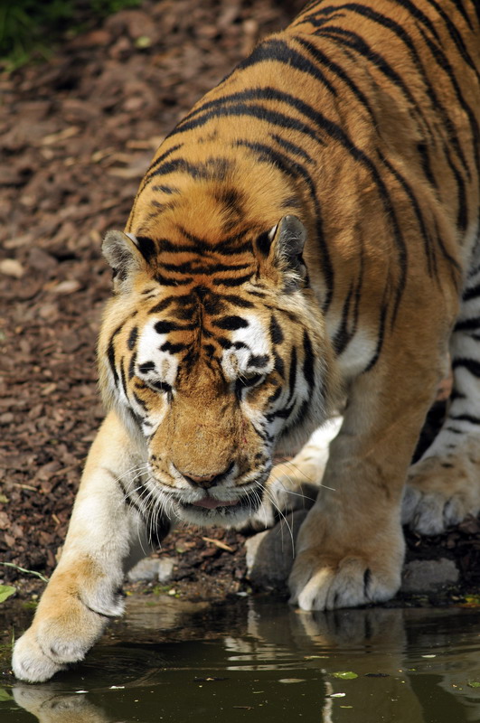 Tiger at Hagenbeck, Hamburg