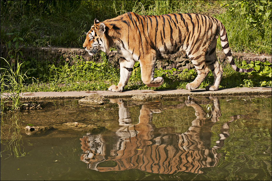 Tiger at Hellabrunn, München