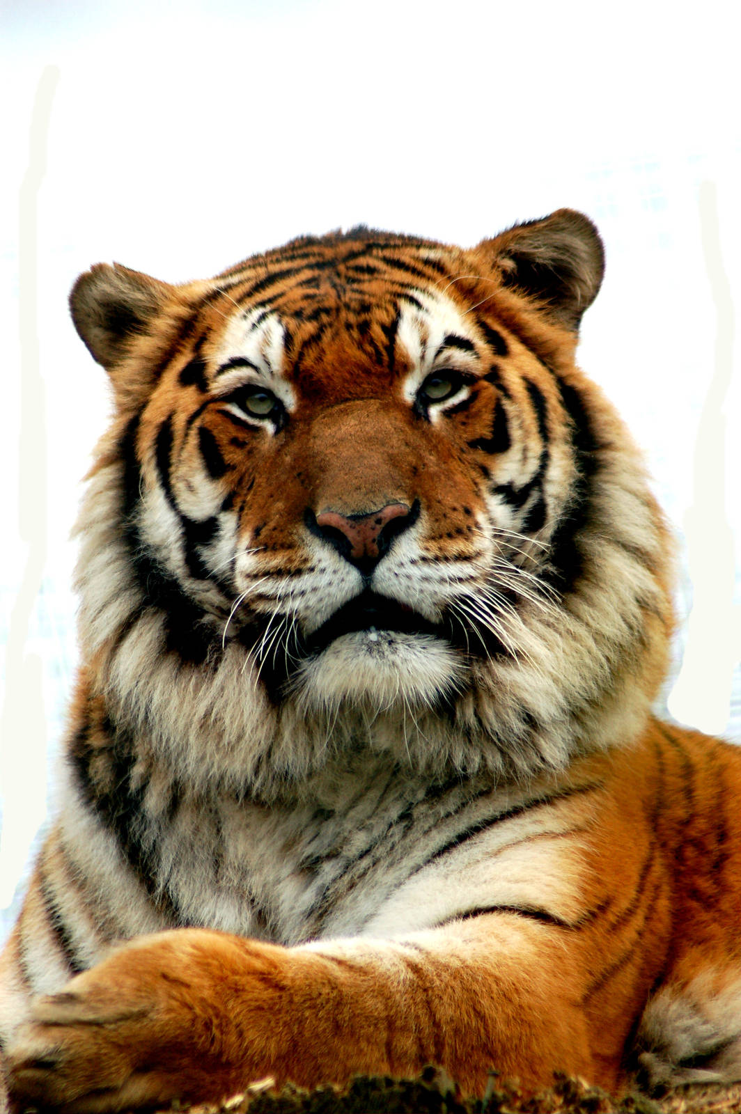 Tiger at Isle of Wight Zoo