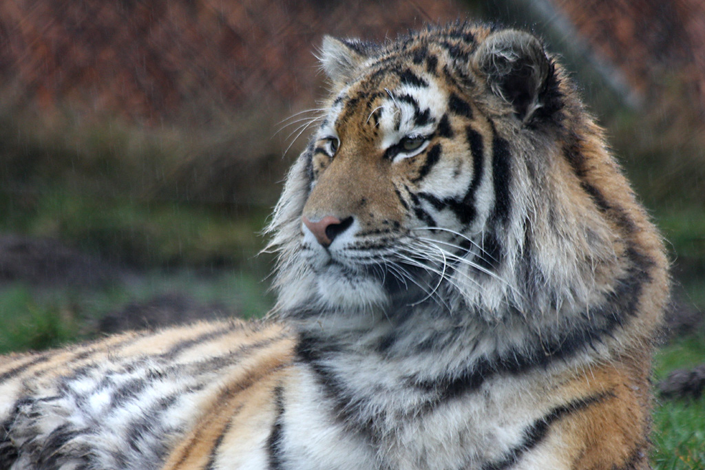 Tiger at Knowsley Safari Park
