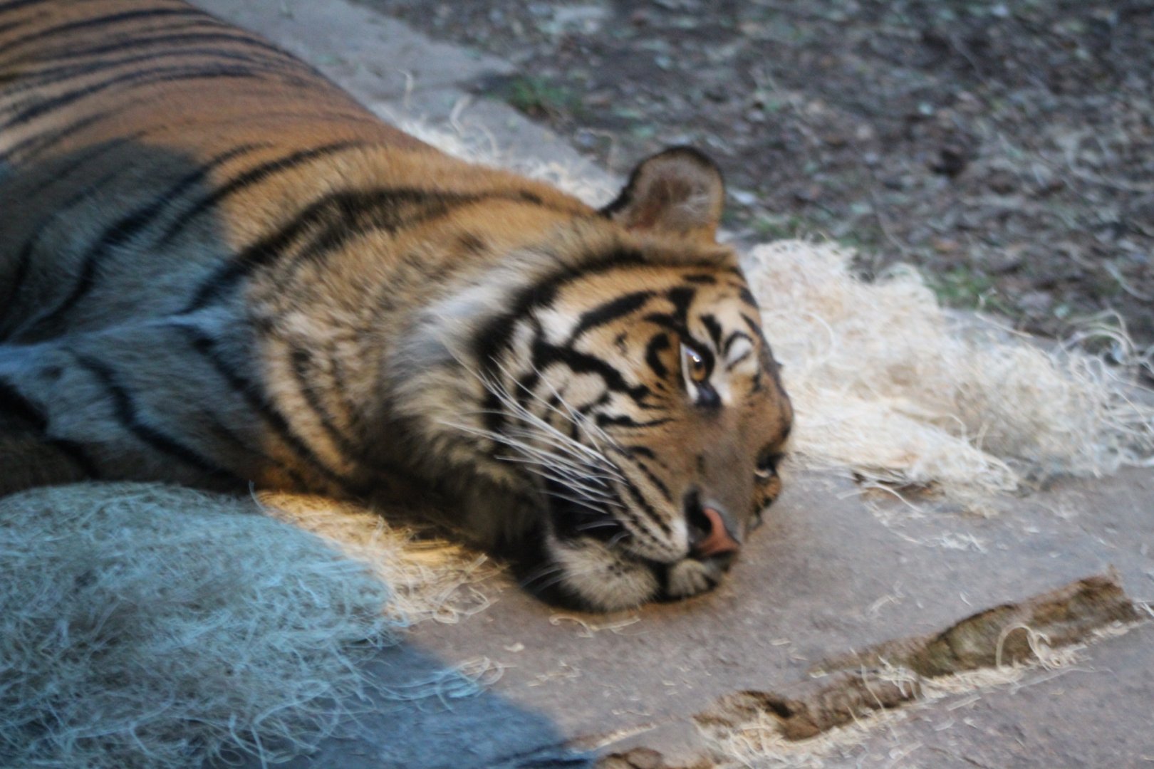Tiger at Rest