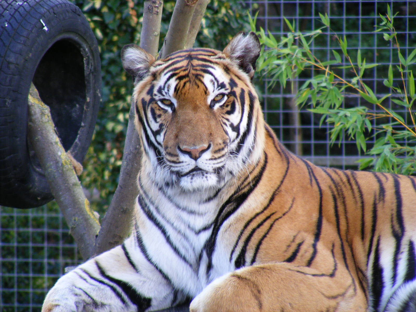 Tiger at Shepreth Wildlife Park, 12 September 2010